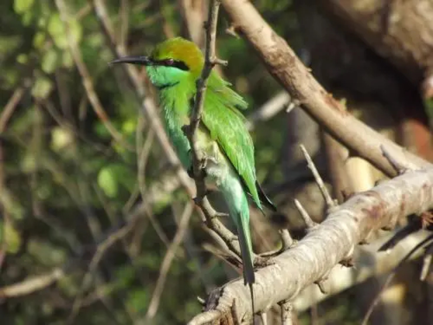 Buddika Safari & Resort