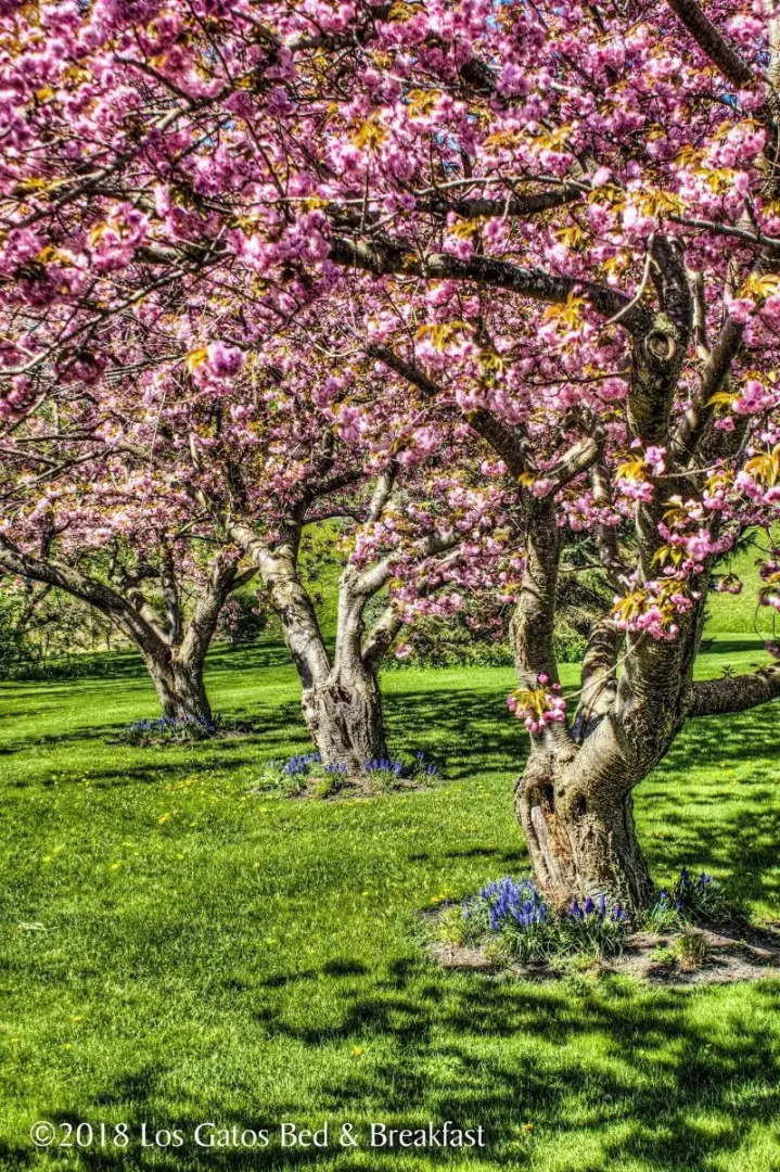 Los Gatos Bed & Breakfast