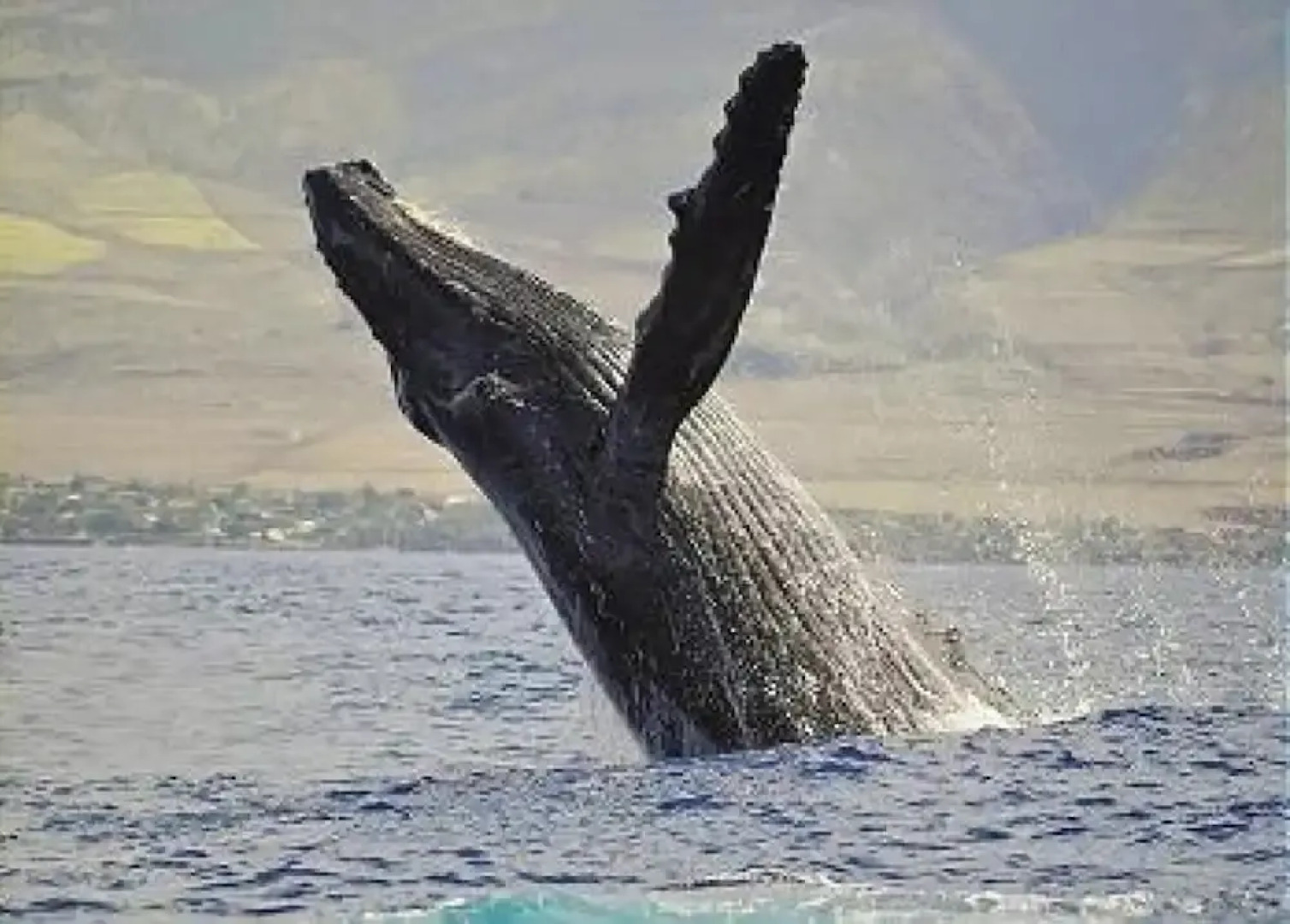 Maalaea Yacht Marina 104
