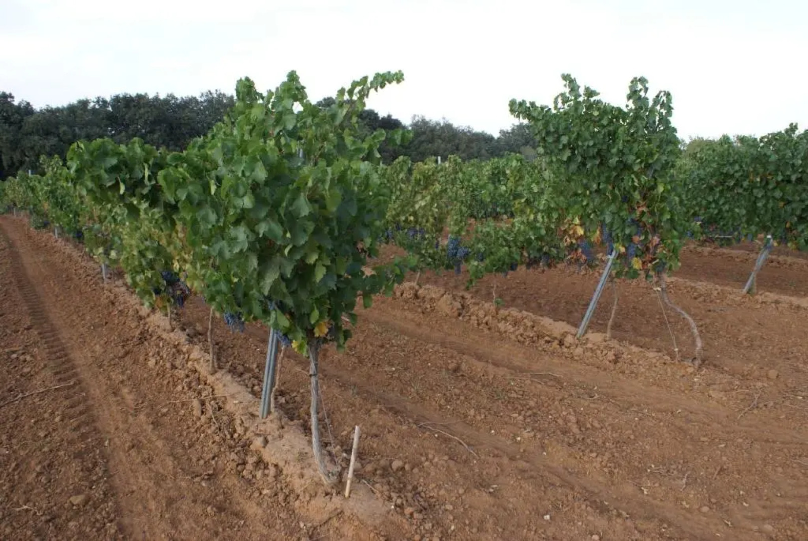 Casa Rural Magnanimus