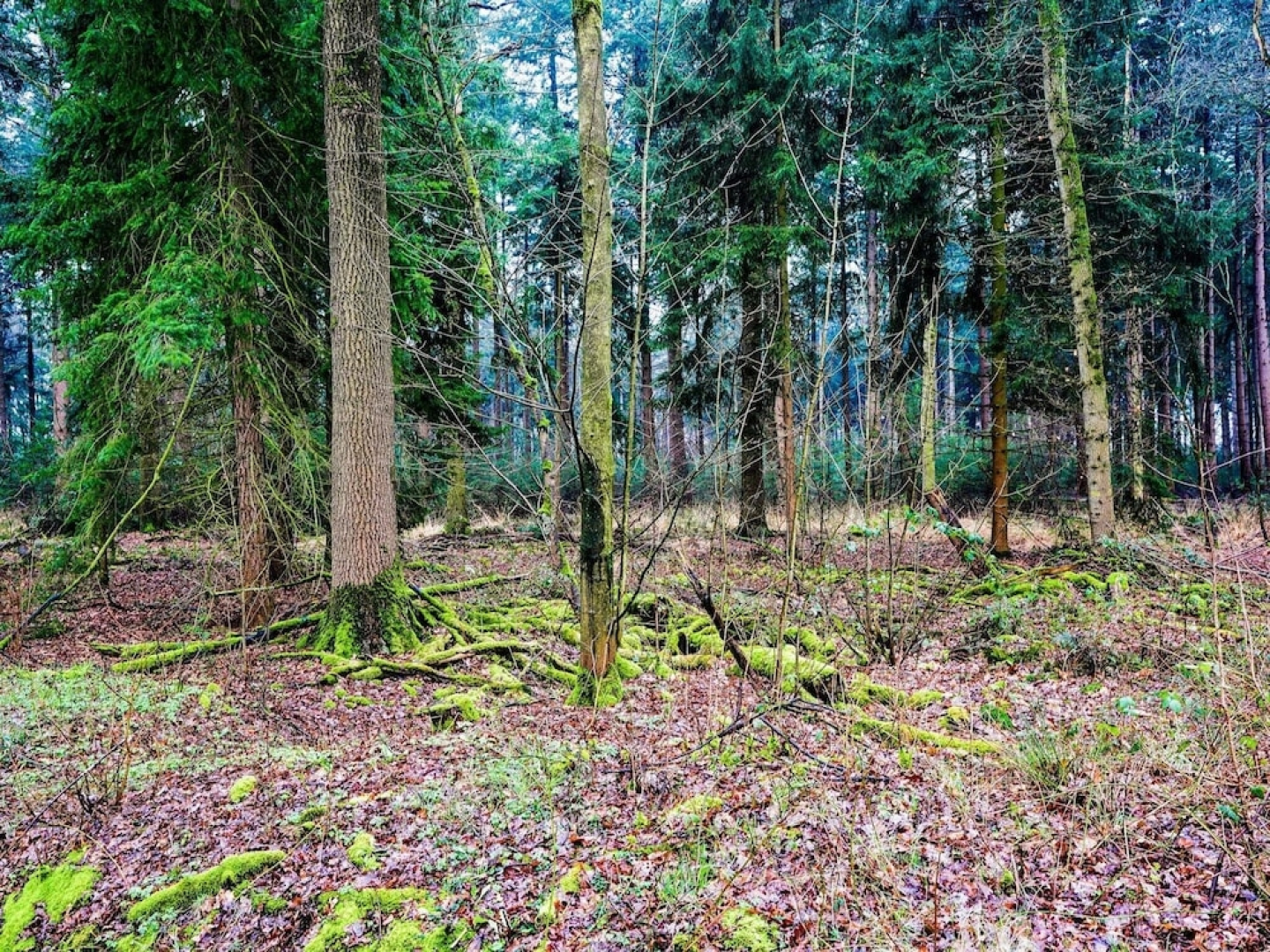 Alluring Holiday Home in Erp Near Forest