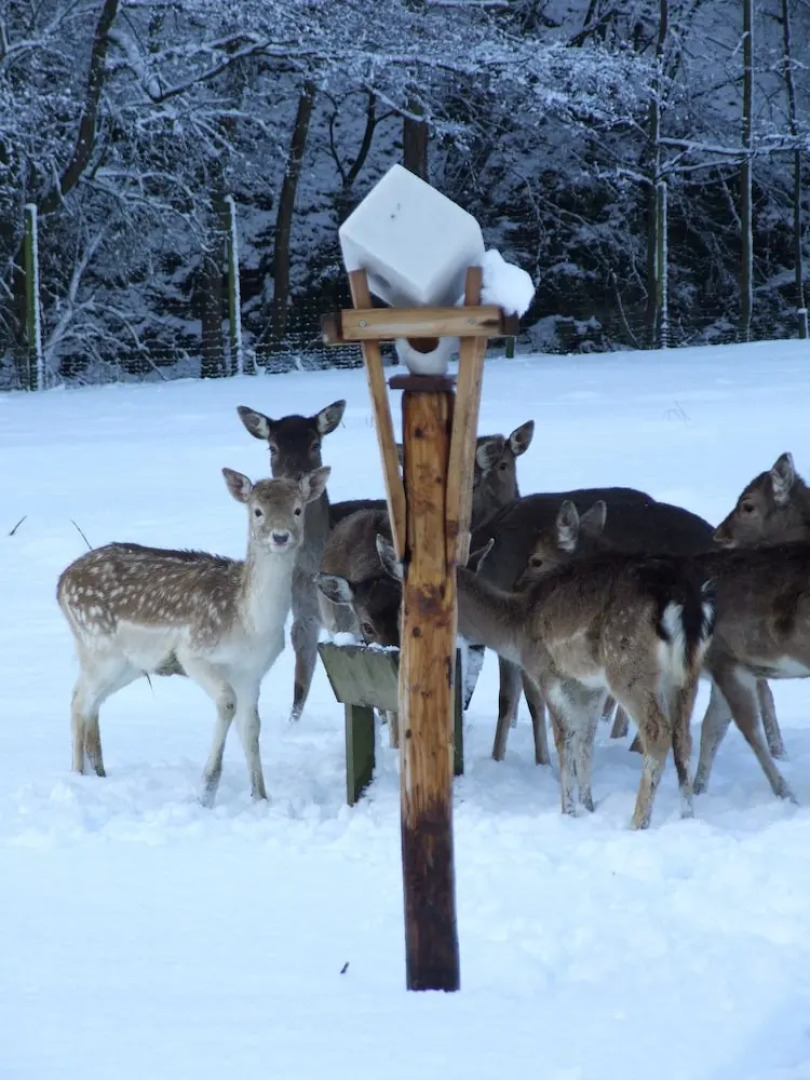 Отель Forsthaus