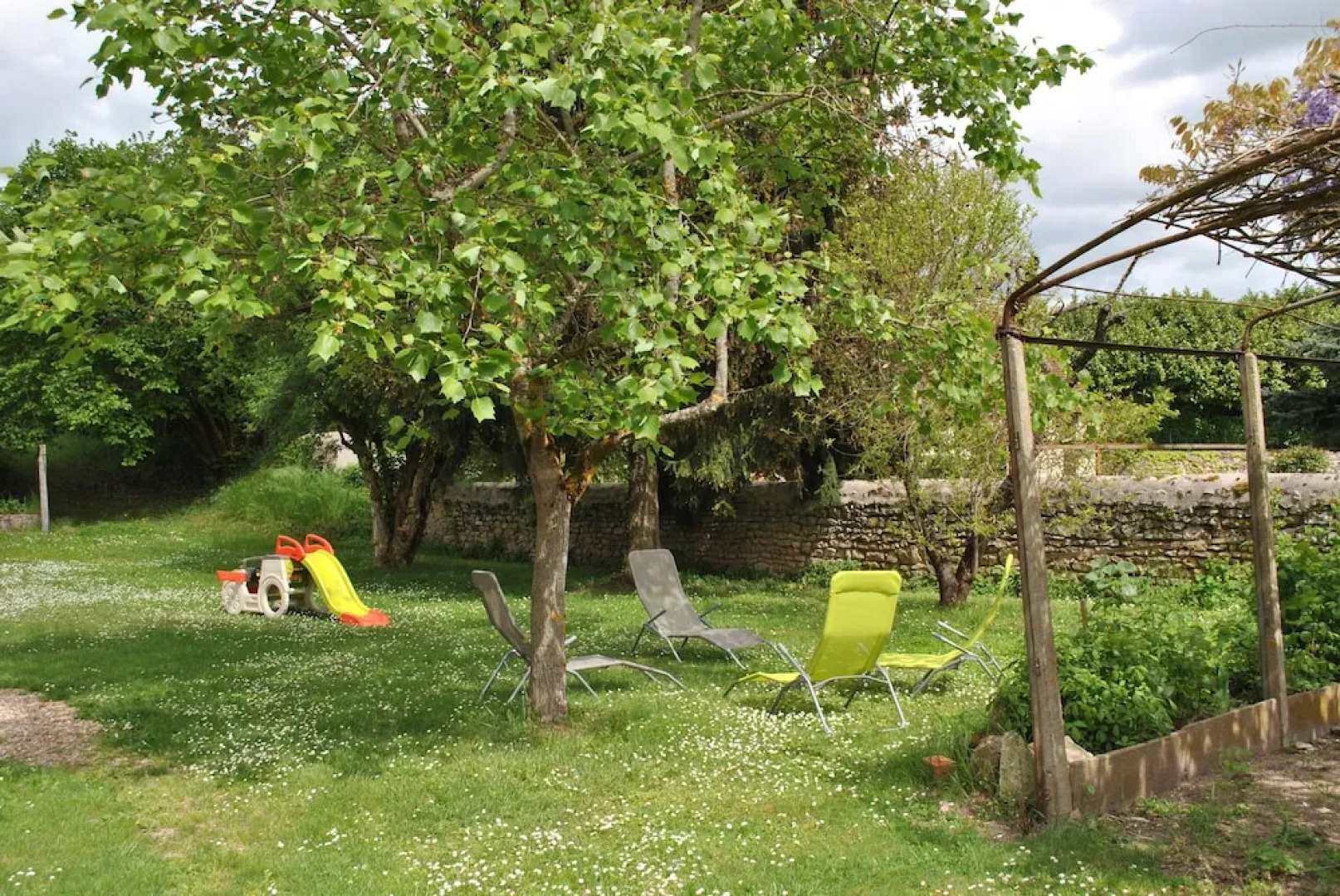 Le Tulipier de Virginie