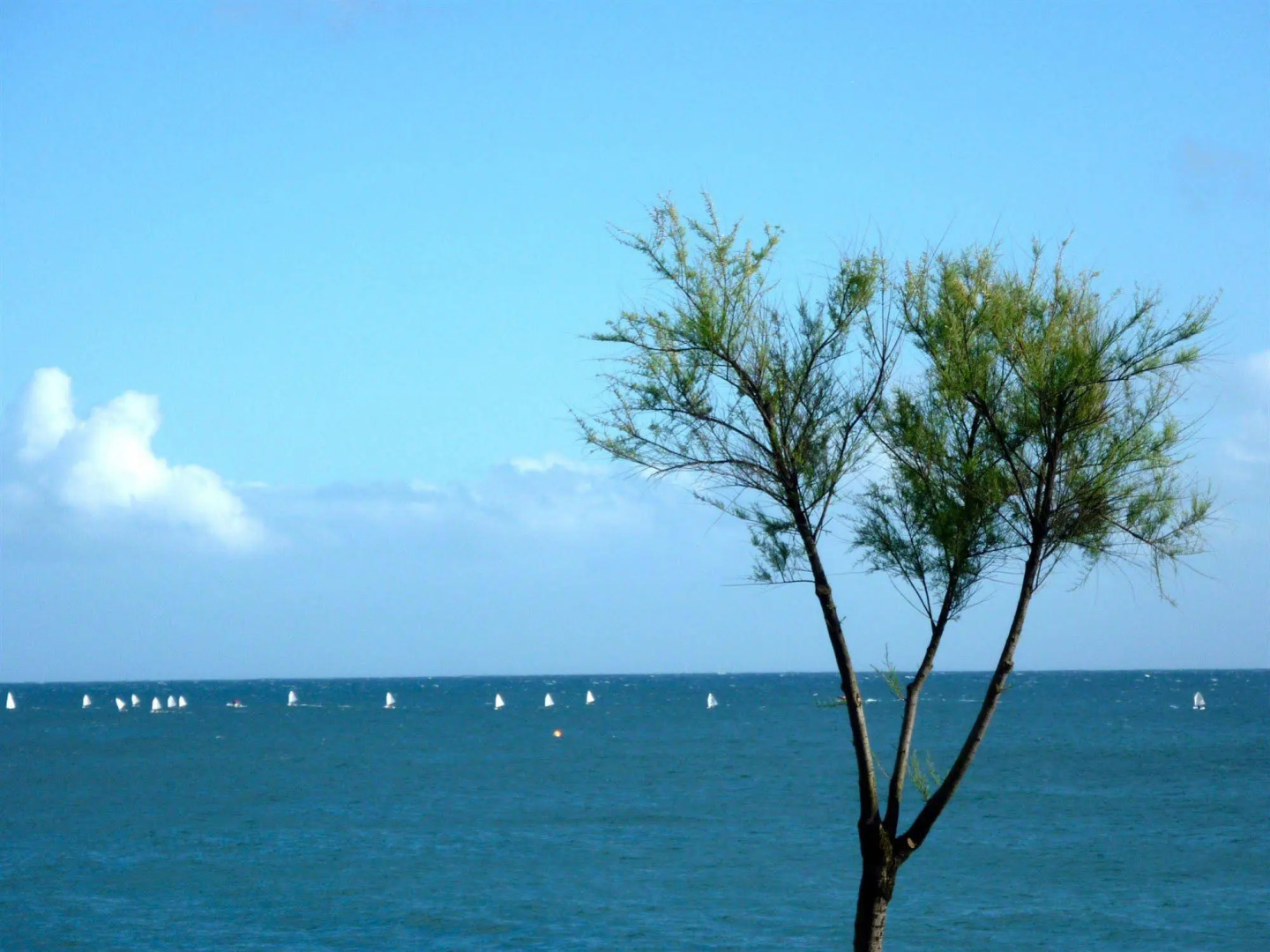 CASA DA ILHA - Slow Living Residence & Suite