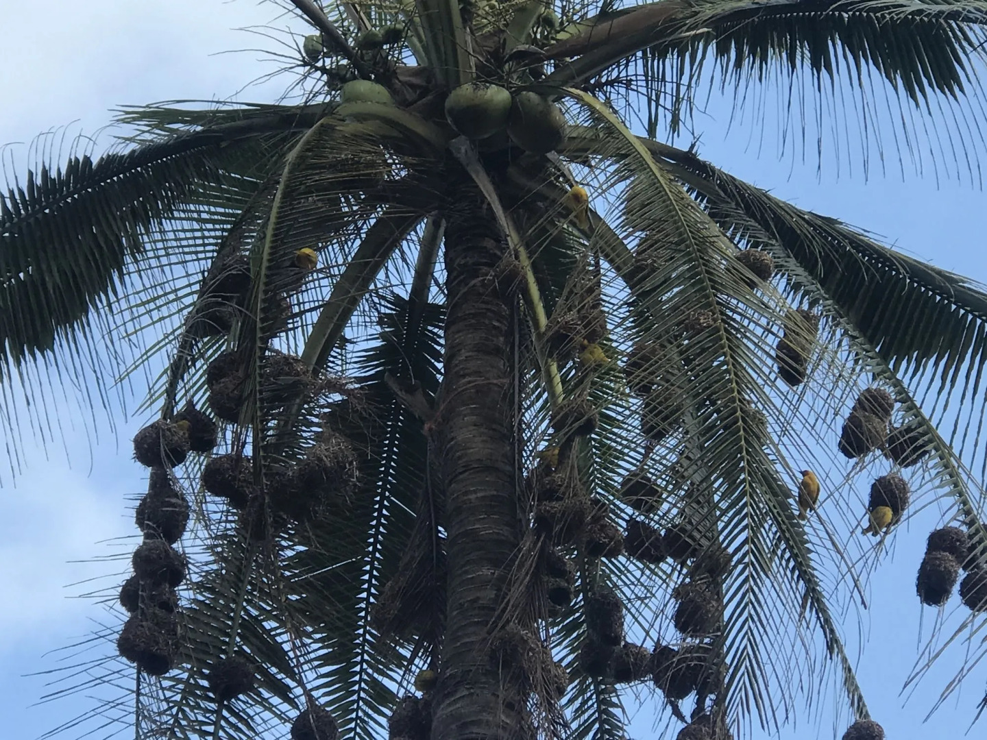 Zanzibar Dream Lodge