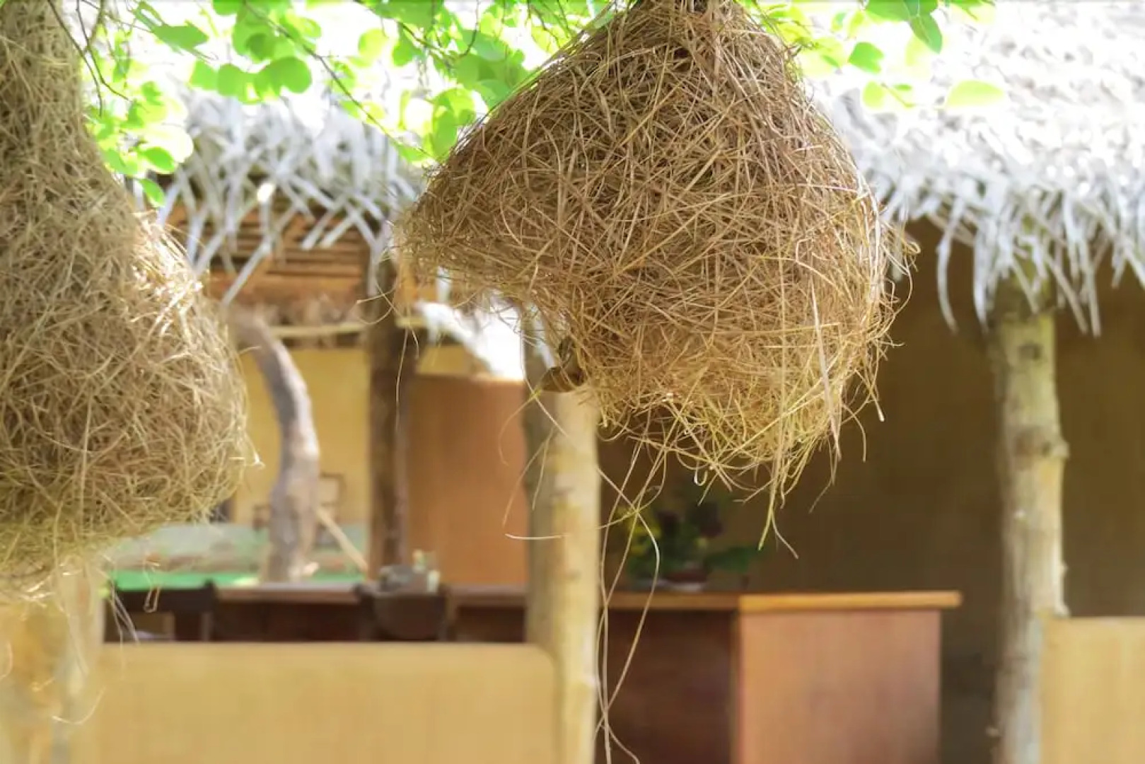 Green Ayurvedic Resort