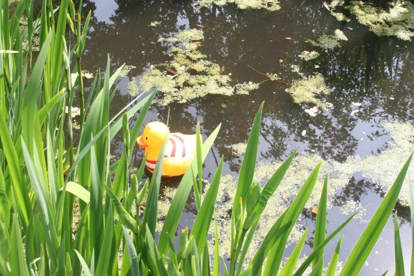 Chalet Het Wilgenhuis