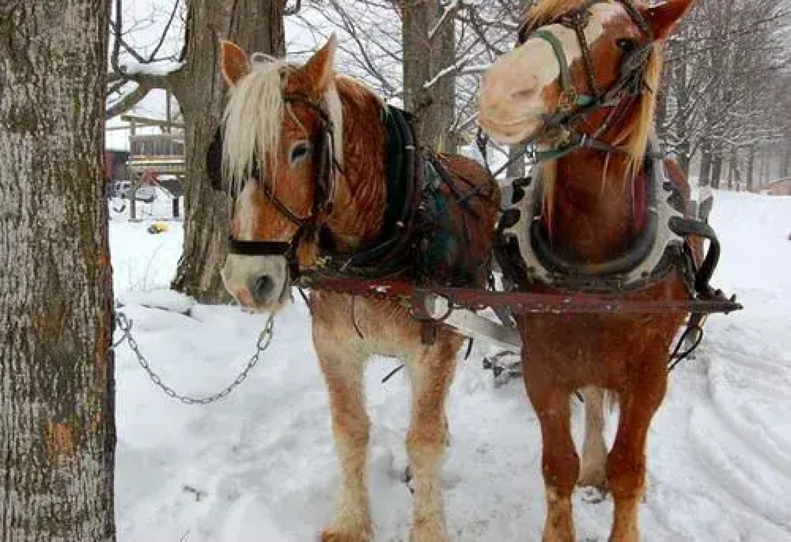 Swiss Inn & Restaurant