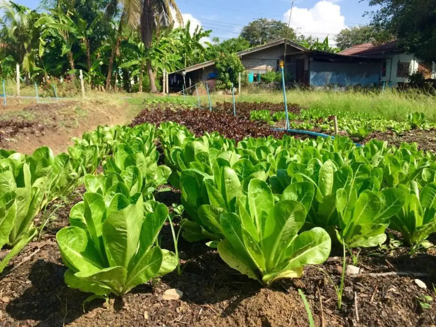 Baan Sikuuk Bed & Breakfast