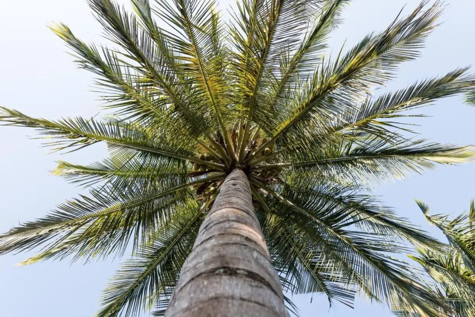 The Mangifera