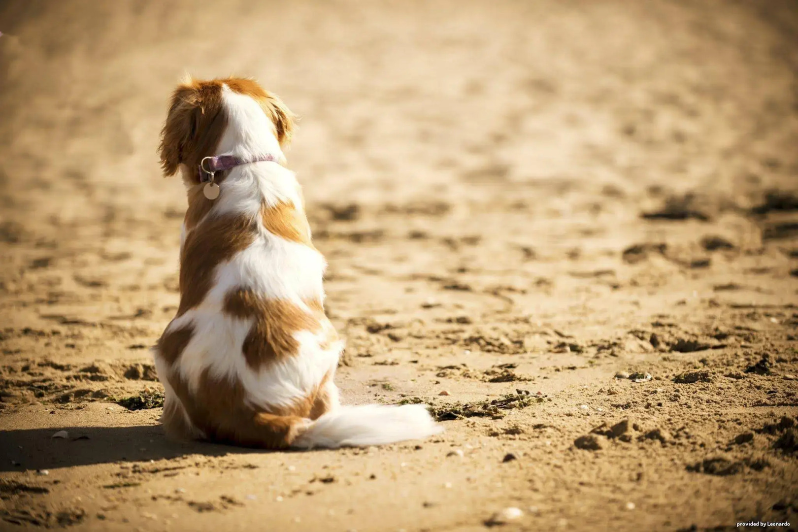 Best Western Aberavon Beach Hotel