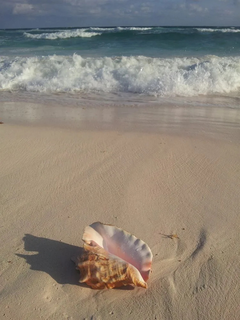 Ocean Dream Beach Resort