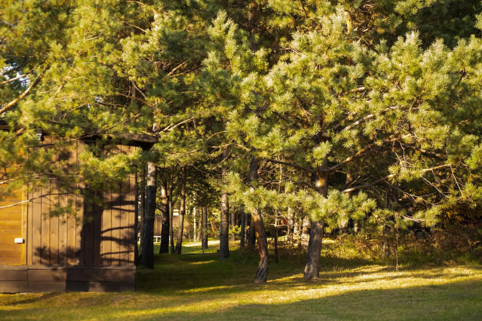 Сосновый рай