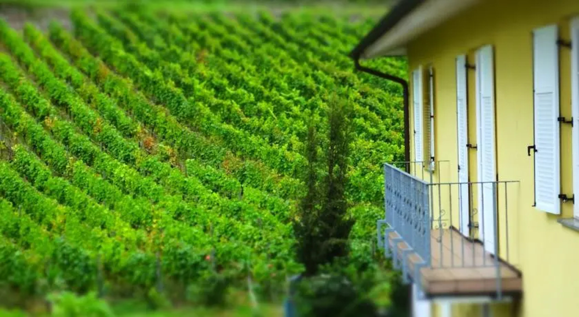 Weingut und Hotel Haus am Drachenloch
