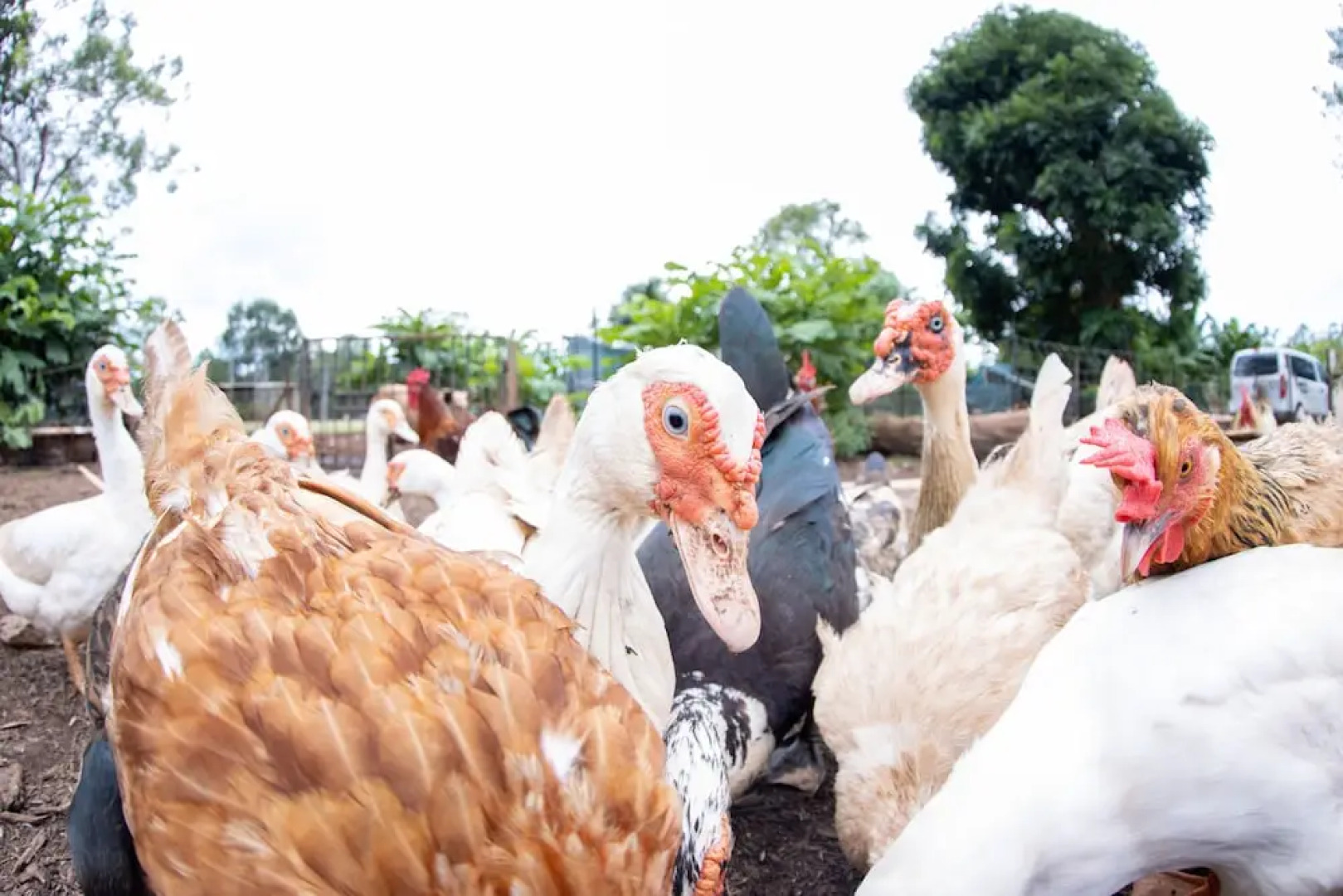 Batchelor Butterfly Farm