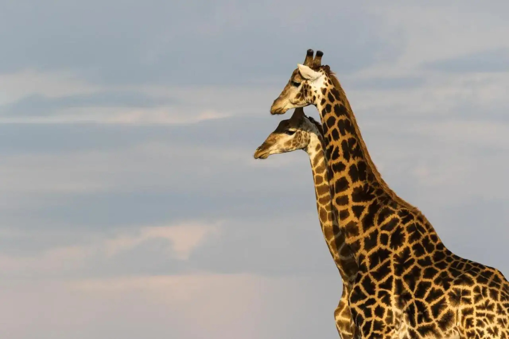 Pumba Private Game Reserve