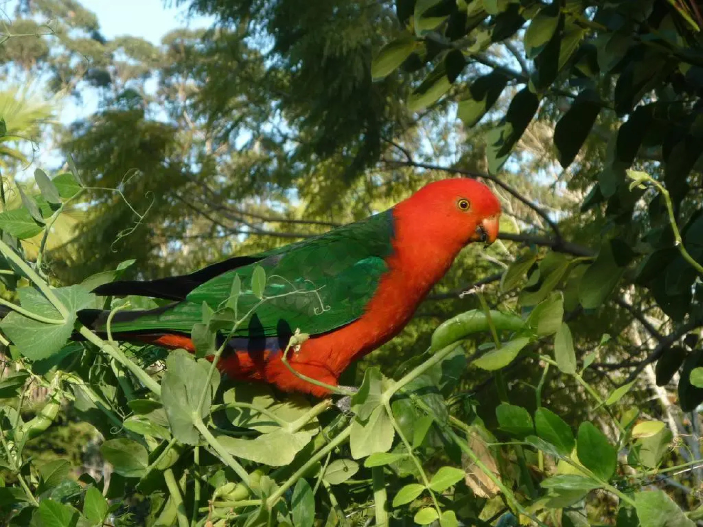 Villa Della Rosa Bed & Breakfast