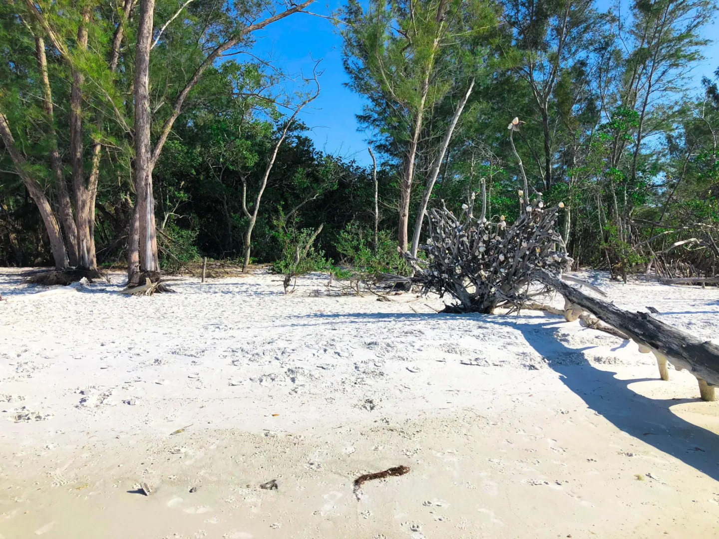 Longboat Key Cedars Beach House-pet Friendly-2 Minute To The Beach