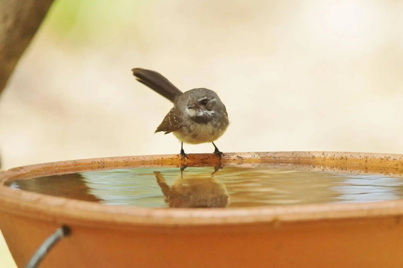 Yelverton Brook Conservation Sanctuary