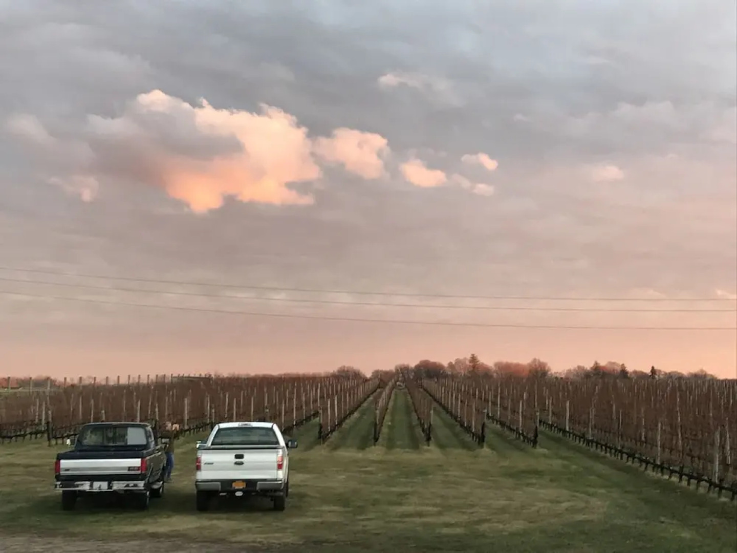 Shinn Estate Vineyards and Farmhouse