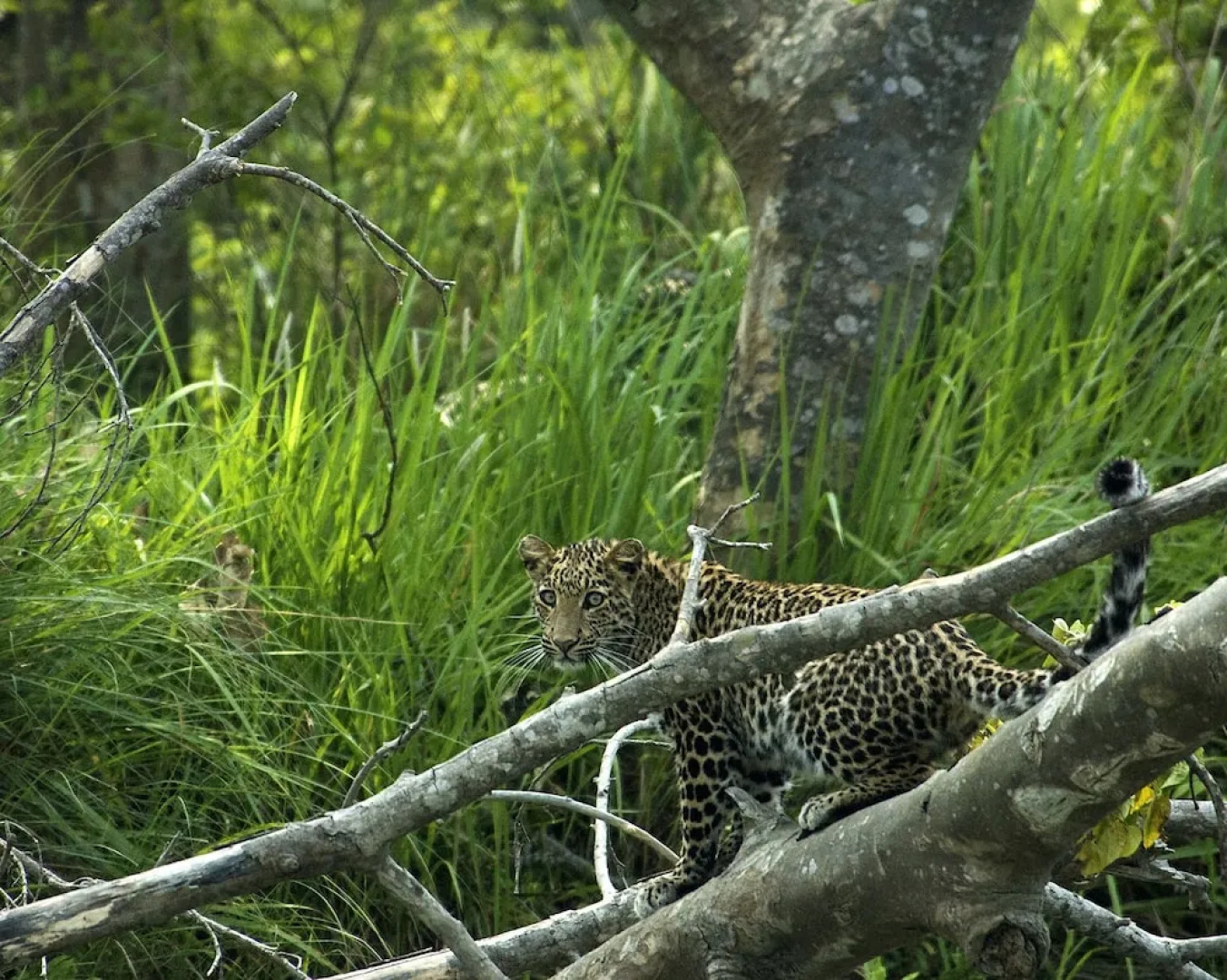 Tiger Tops Tharu Lodge