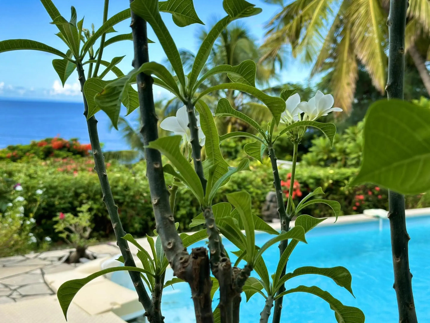Villa de 2 chambres avec vue sur la mer piscine privee et jacuzzi a Saint Pierre