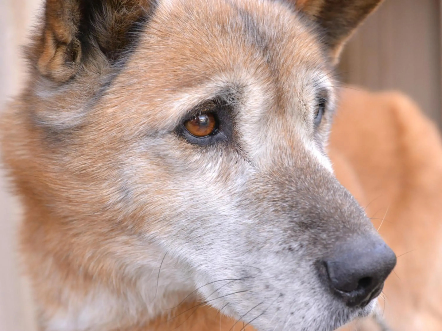 Mizuwake Minshuku Mura