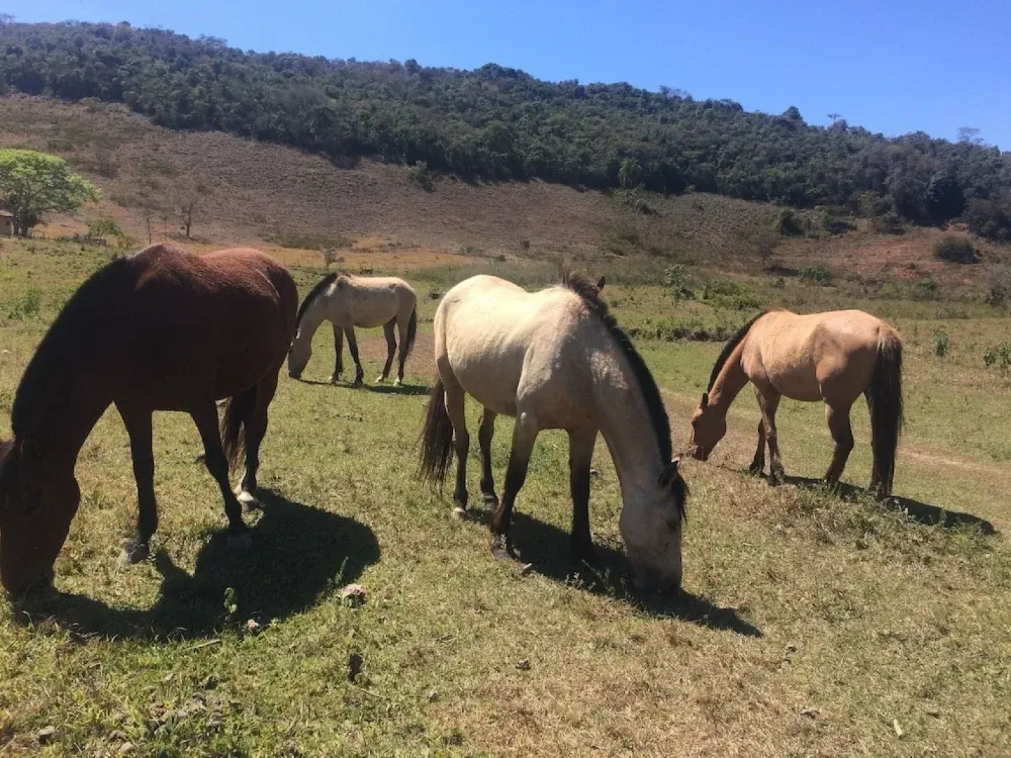 Pousada Fazenda Polyanna