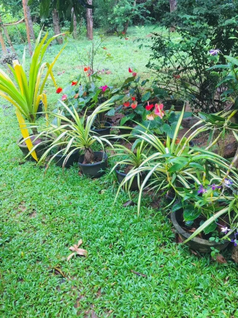 Mama Daisy's Homestay Rekawa.