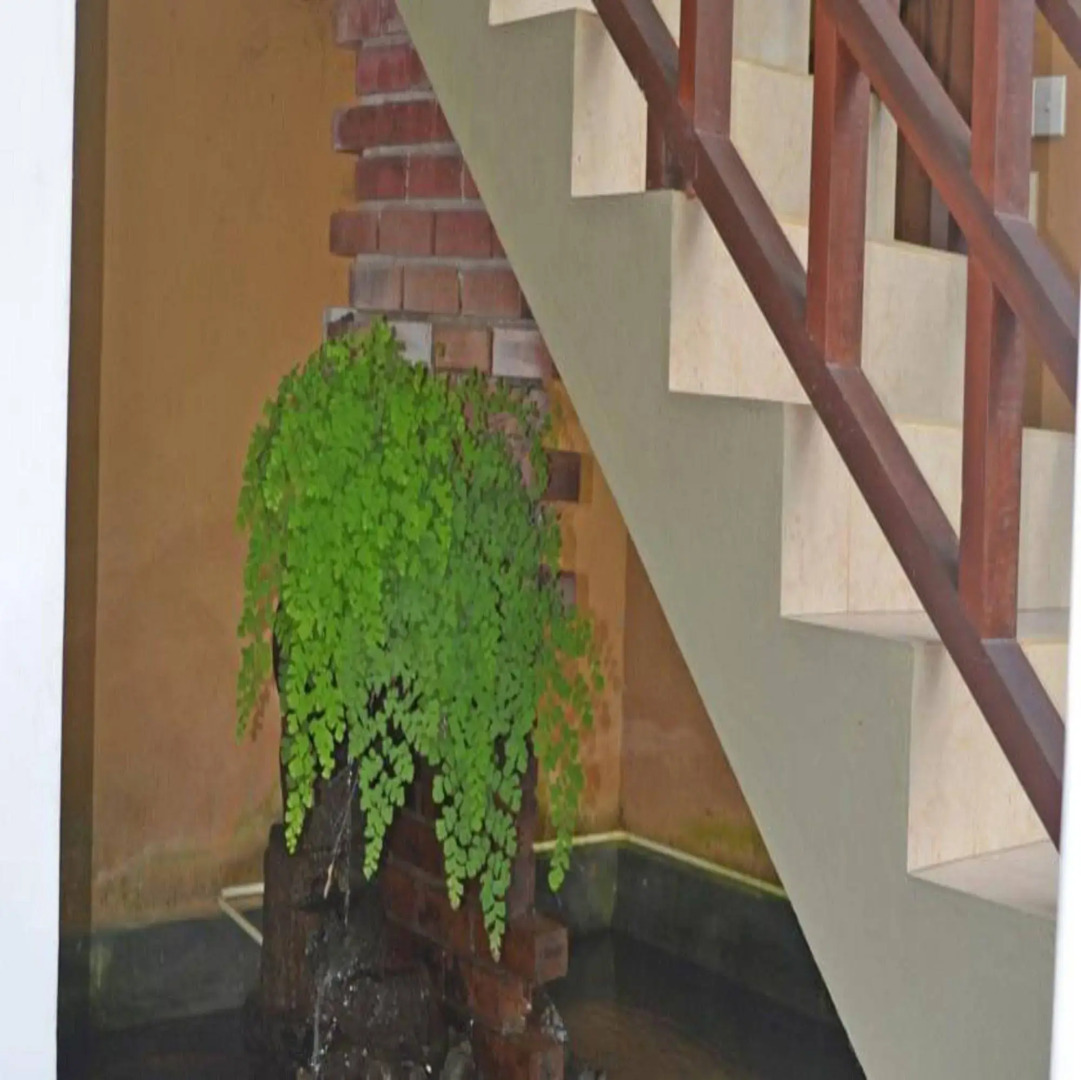 Palitha Guesthouse Hotel Dandelion