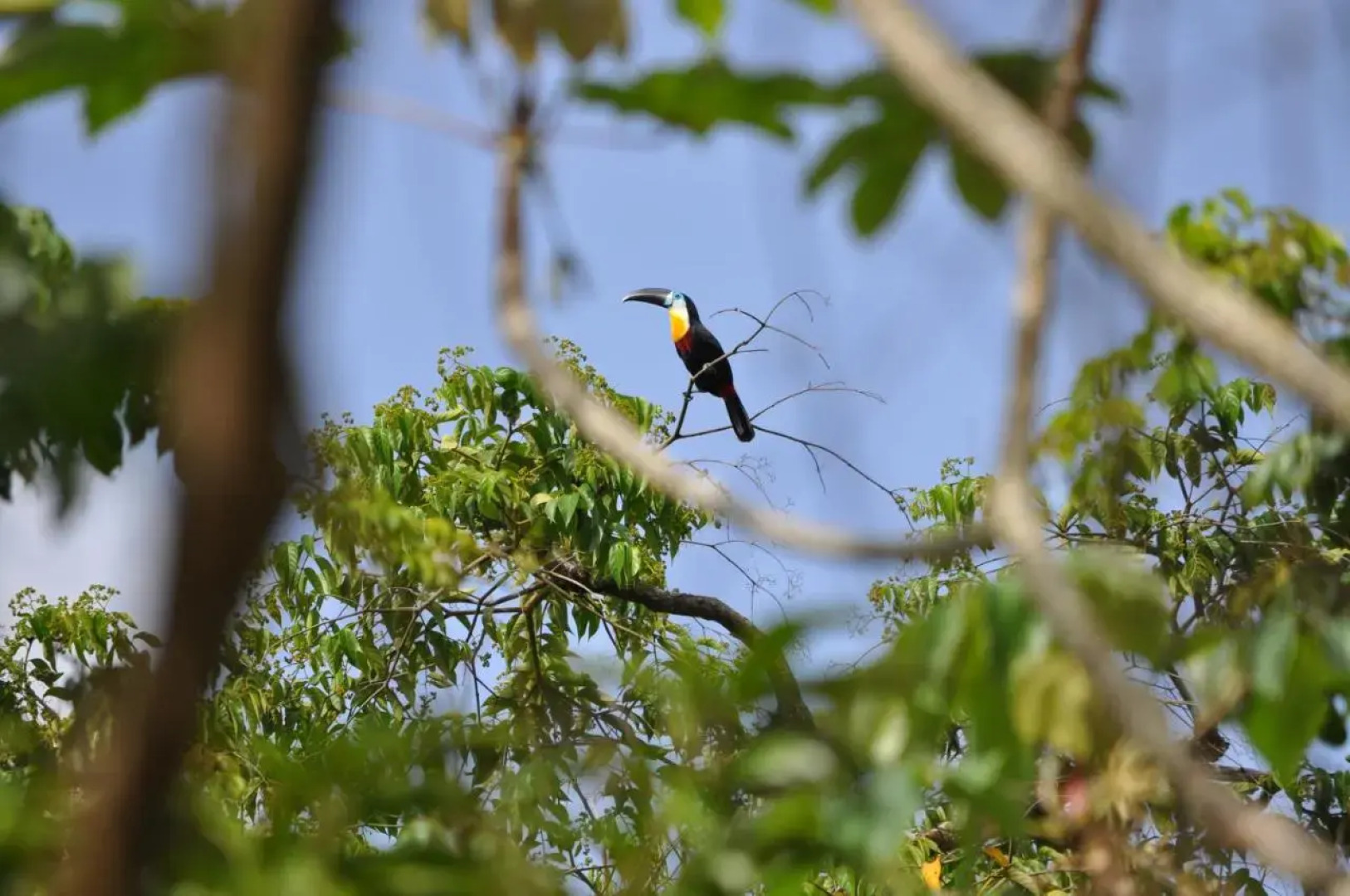 The Leatherback Lodge