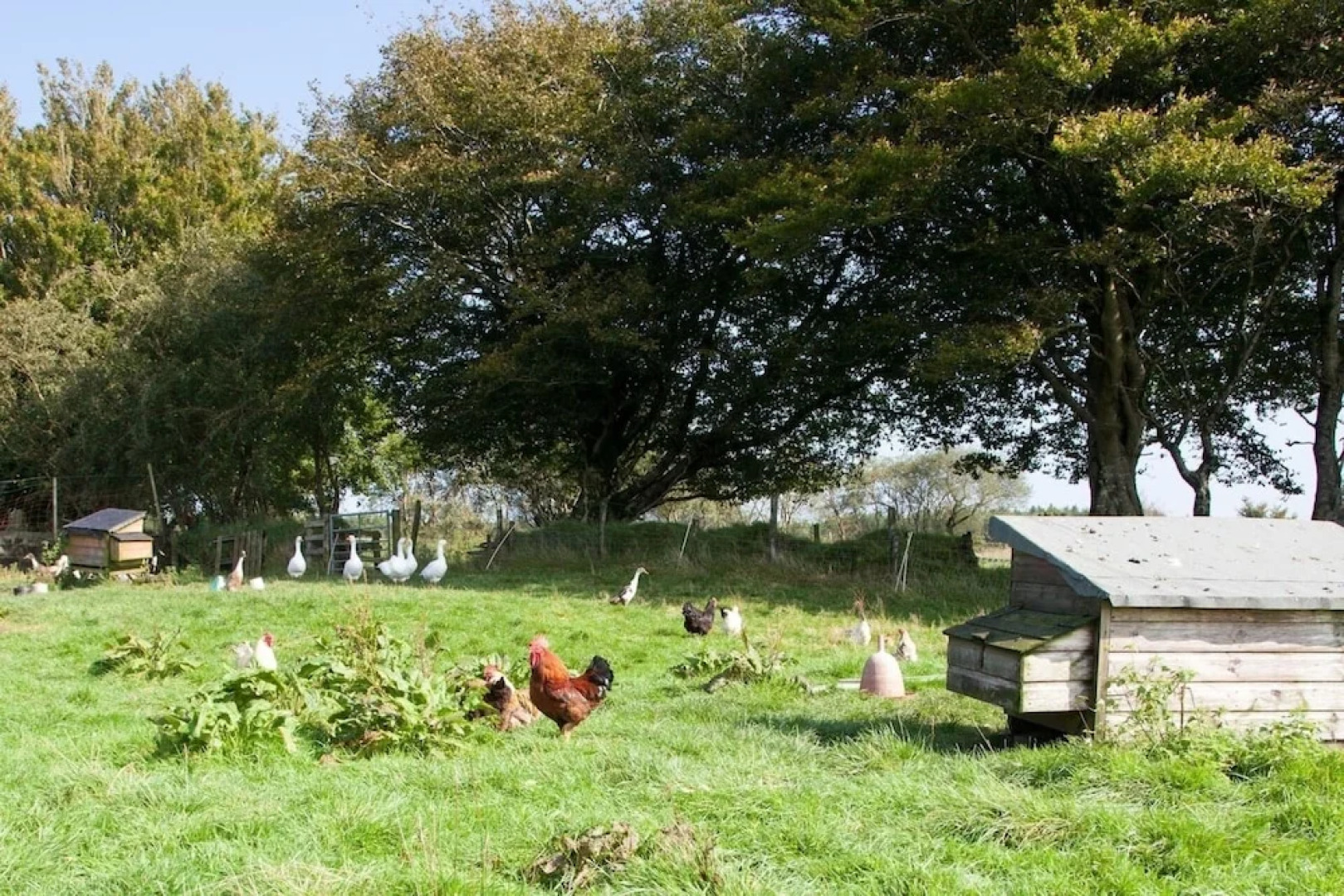 Inviting 2-bed Cottage in Newcastle Emlyn