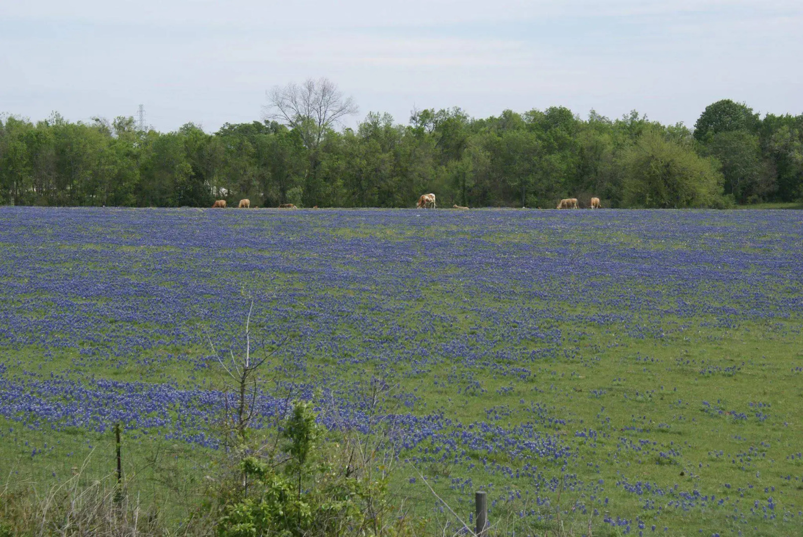 Hampton Inn & Suites Brenham