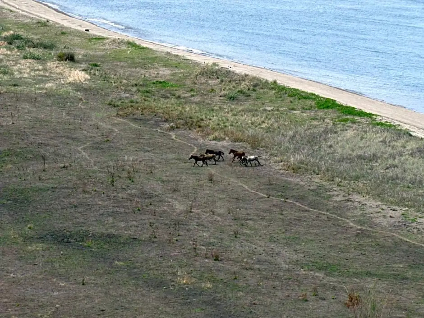 4 Pohon - Les 4 Arbres