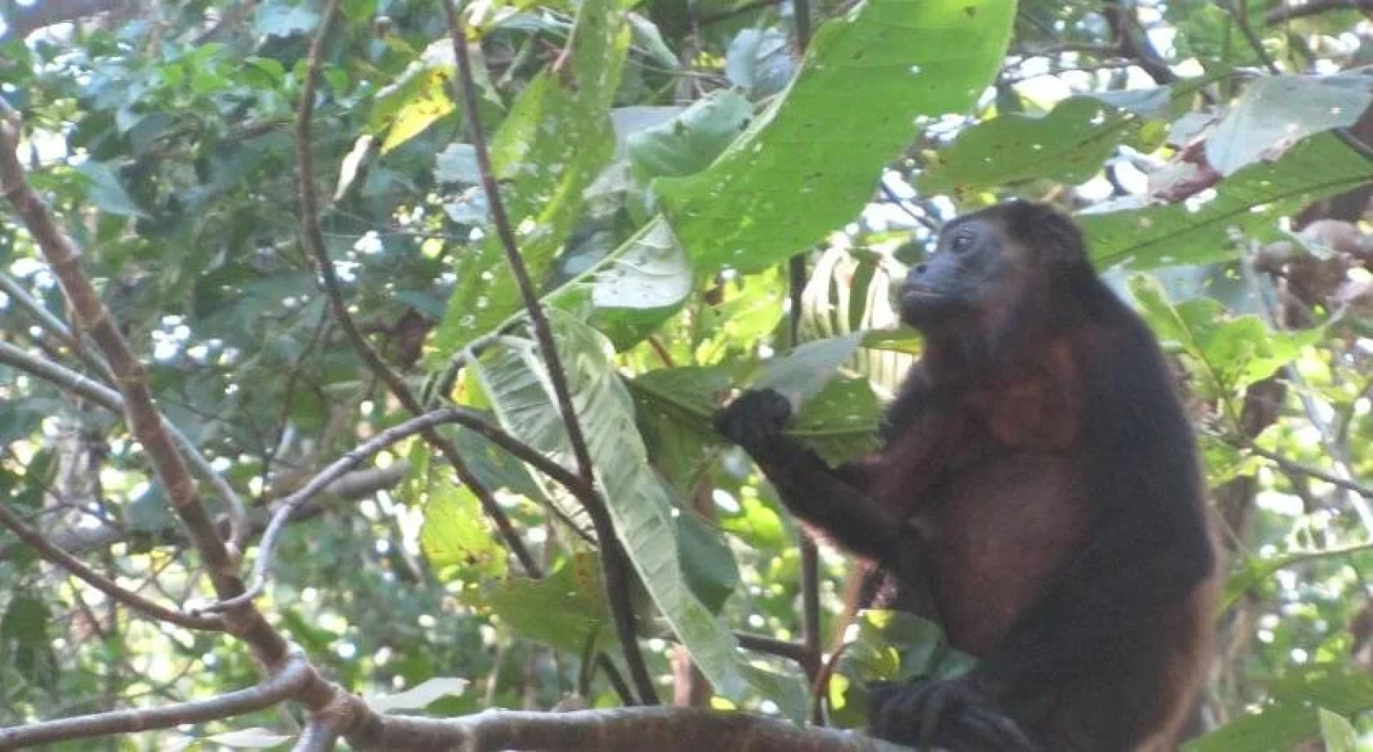 Paraiso del Cocodrilo