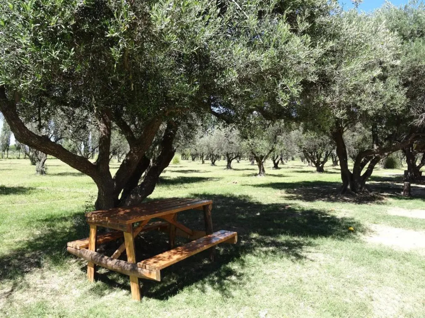 Tree House Hostel