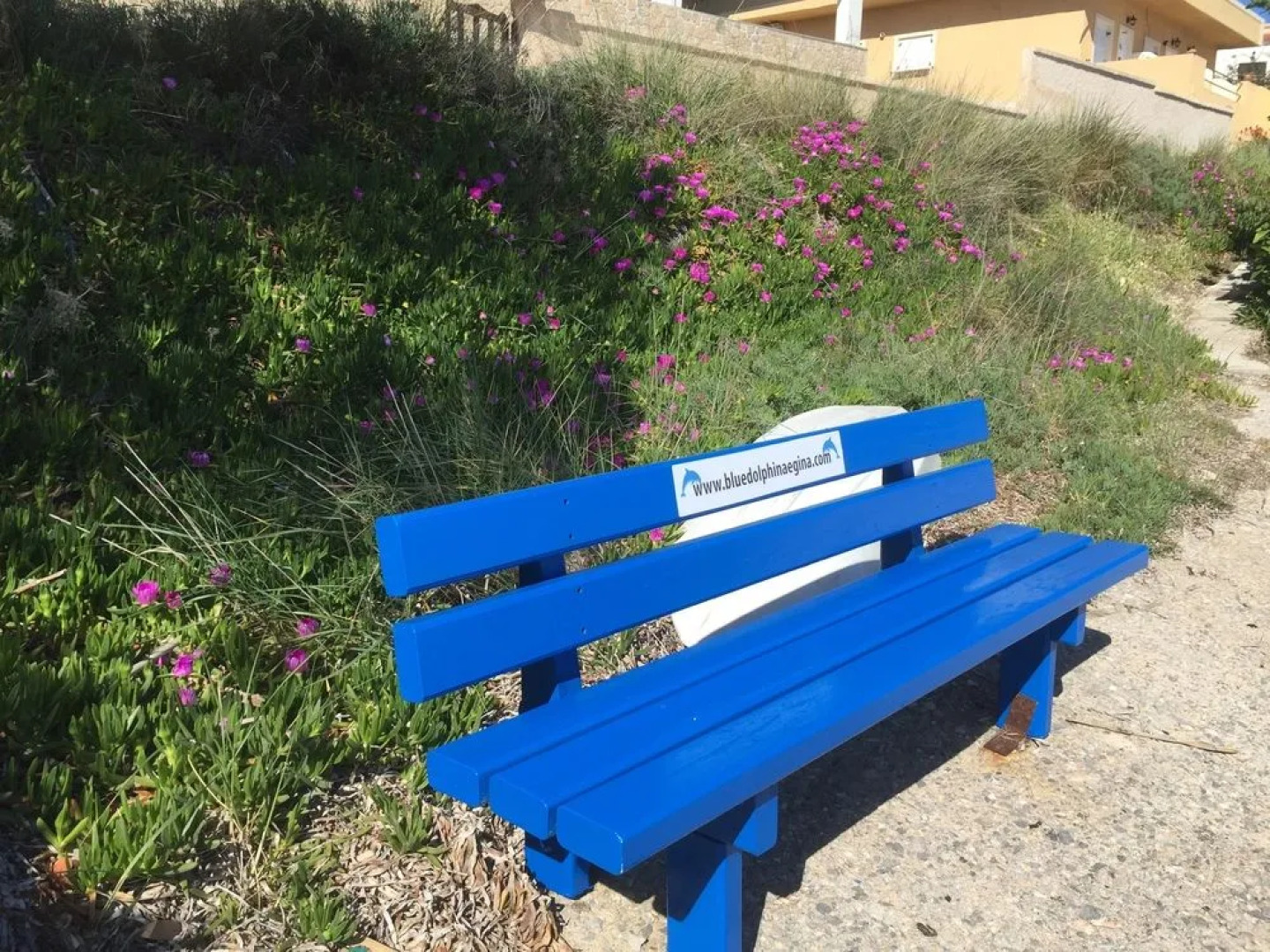 Blue Dolphin Studios & Apartment