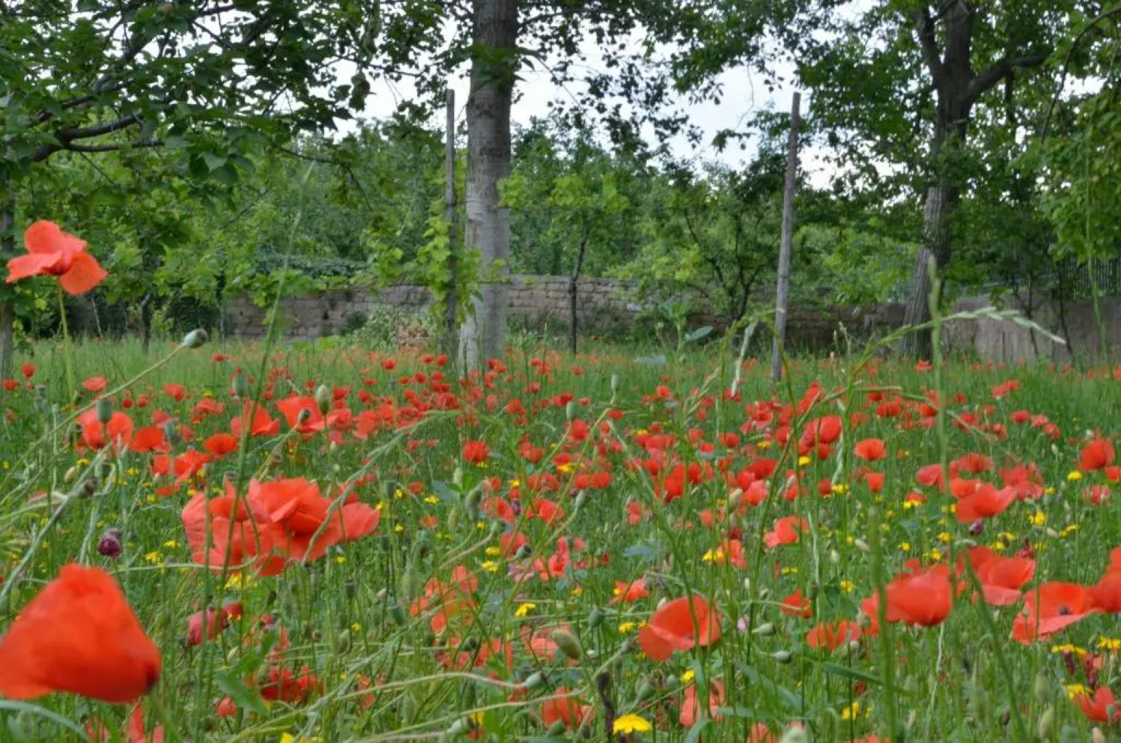 Il Giardino del Sole
