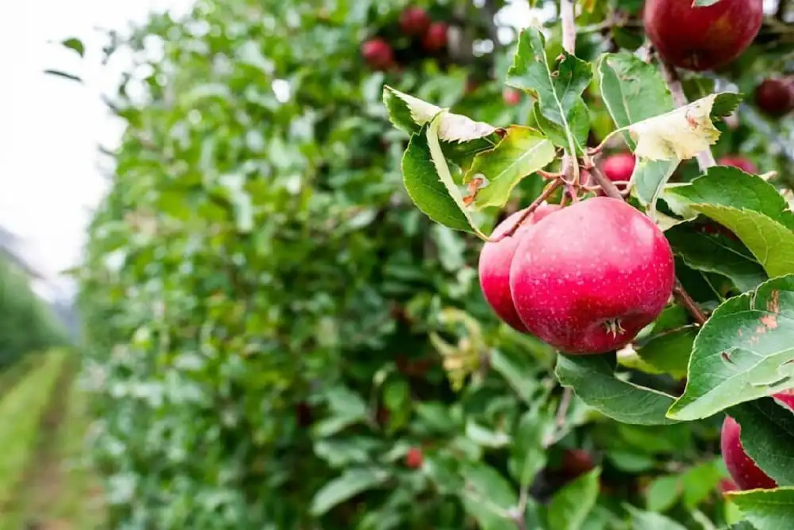Agriturismo Al Luogo del Giulio