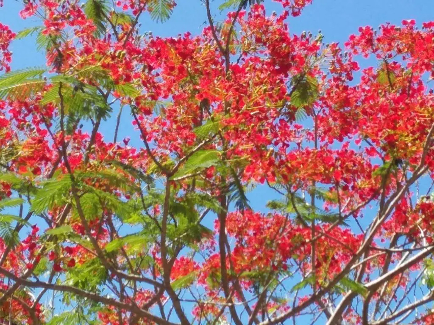 Beautiful Flower Resort