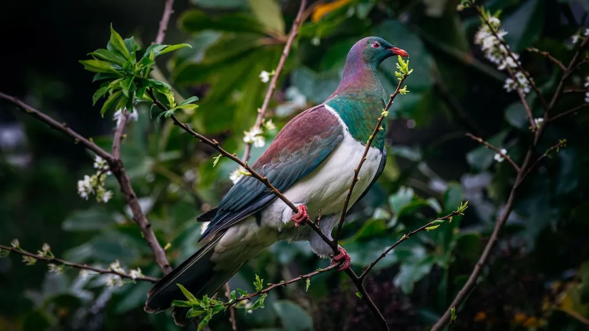 Treetops - Forest Escape - Onetangi