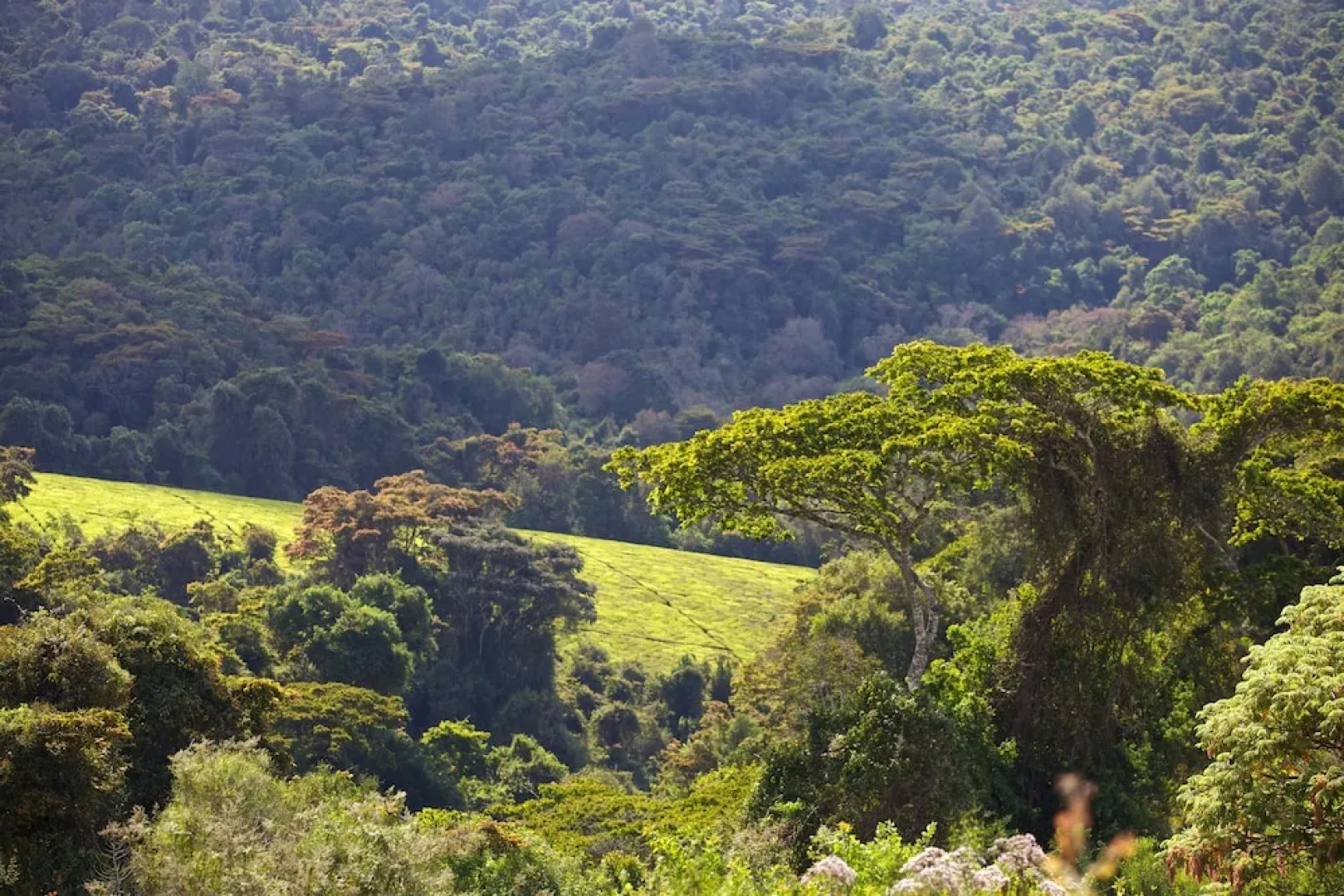 Mufindi Highland Lodge