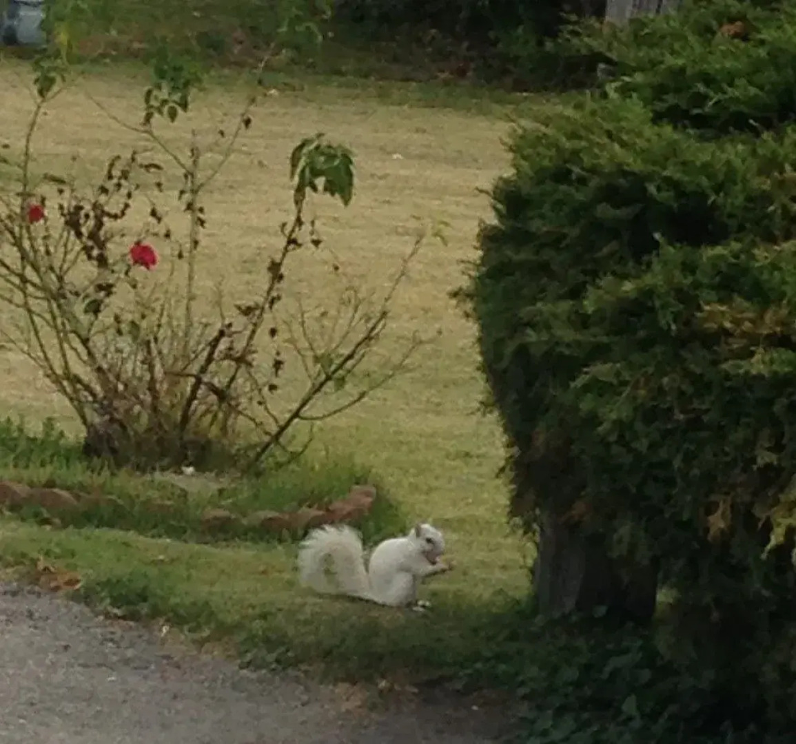 Traveler's Inn Motel