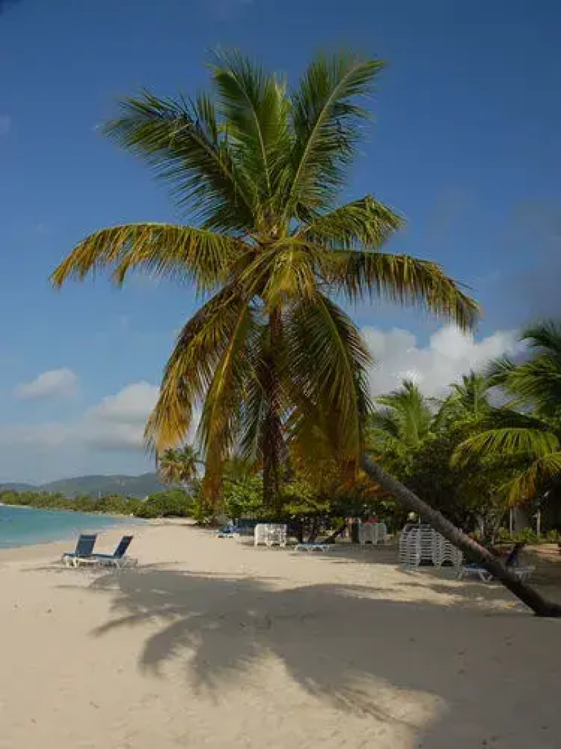 Island Beach Comber