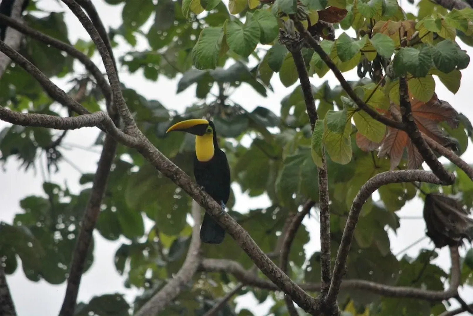 Casa del Toucan
