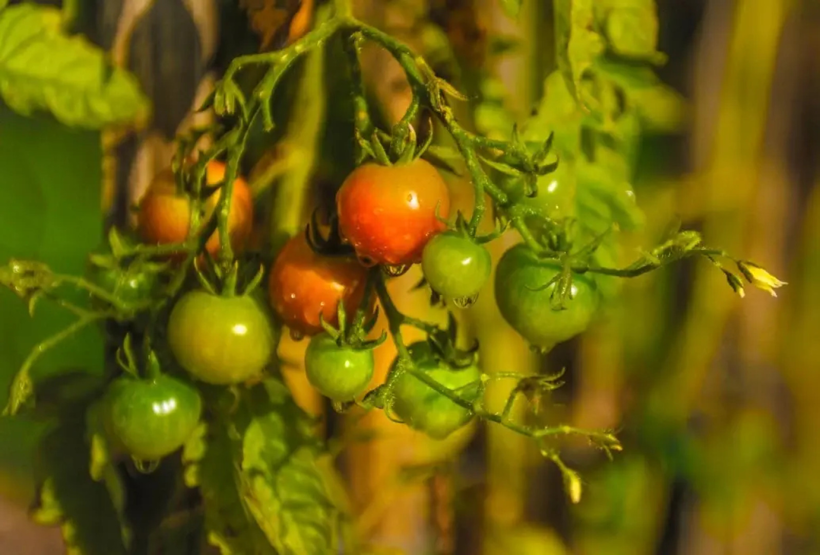 Søstrene Storaas Hotell