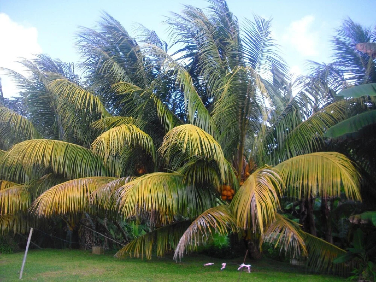 Apartment With 2 Bedrooms in Ducos, With Enclosed Garden and Wifi - 12