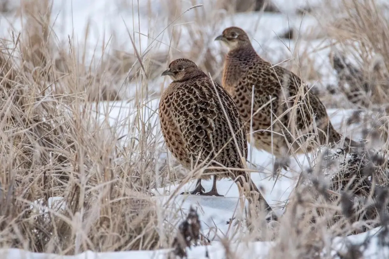Minnehaha Camp Resort