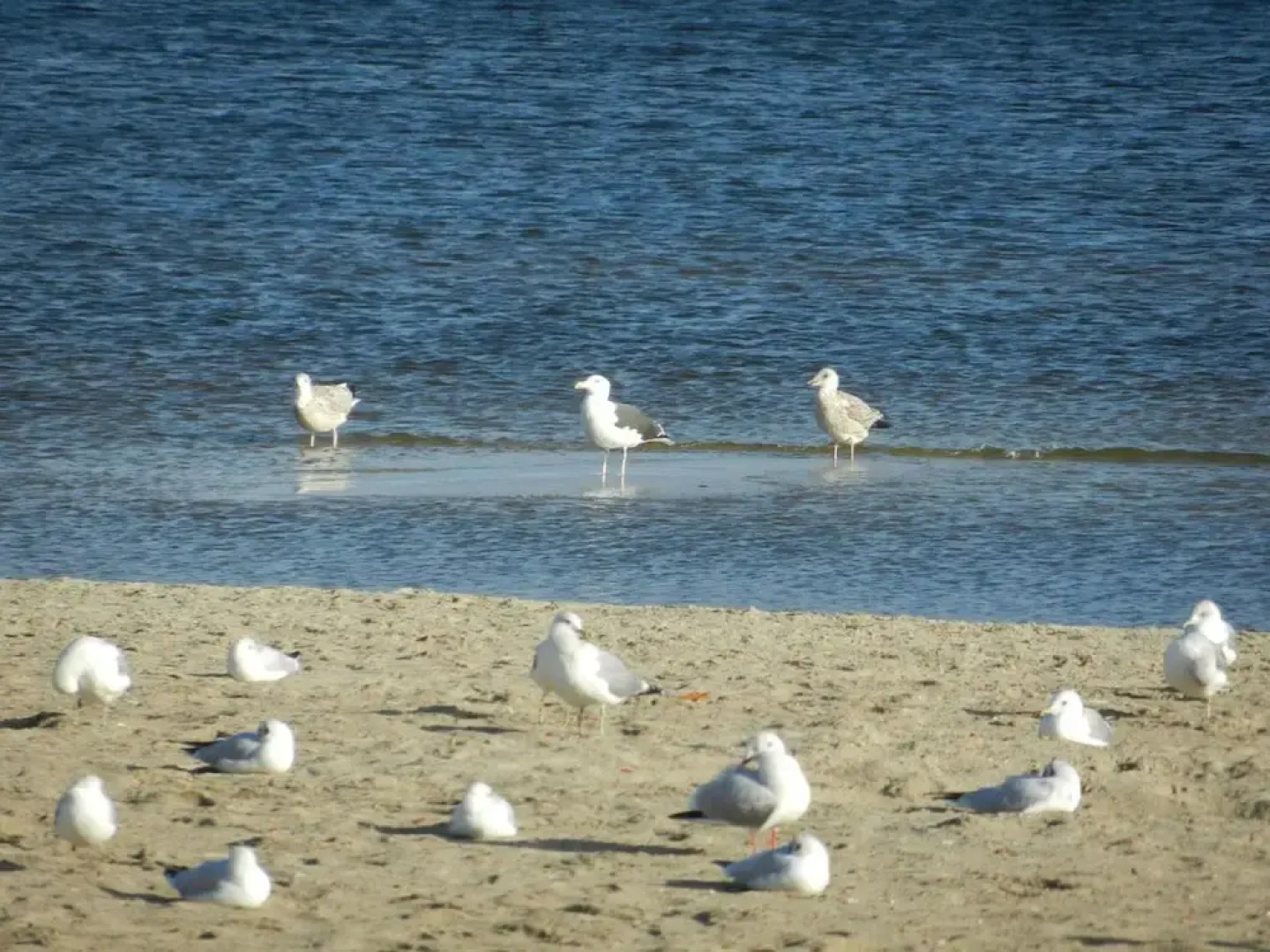 Hausboot in Ueckermuende