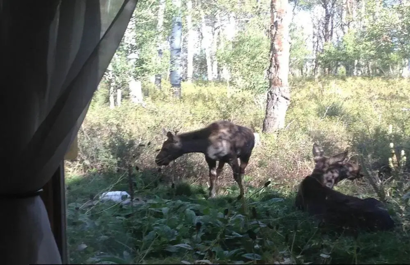 The Aspen Moose Vacation Cabin